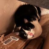 Picture of cat lost at Limoges