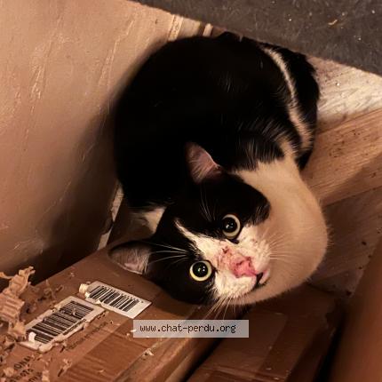 Photo 1/1 Bibou Chat lost in Limoges