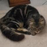 Picture of cat lost at Arras