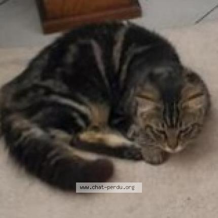 Photo 1/1 Christine Savary Chat lost in Arras