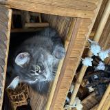 Picture of cat lost at Isle Sur La Sorgue