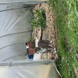 Picture of cat lost at Dompaire