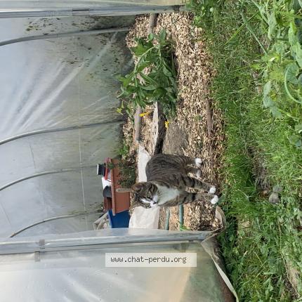 Photo 1/1 Ficelle Chat lost in Dompaire