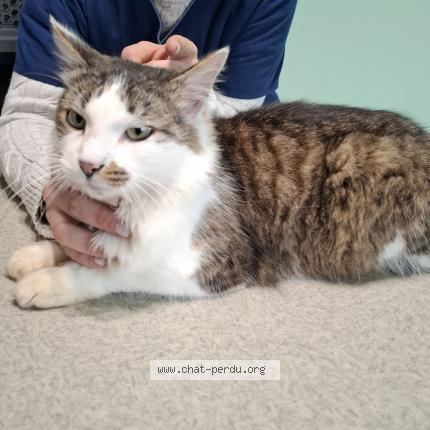 Photo 1/1 Cat reunited Found in Salles sur mer