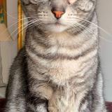 Picture of cat lost at Lere