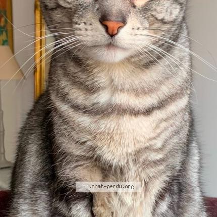 Photo 1/1 Hook Chat lost in Lere