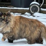 Picture of cat lost at Zillisheim