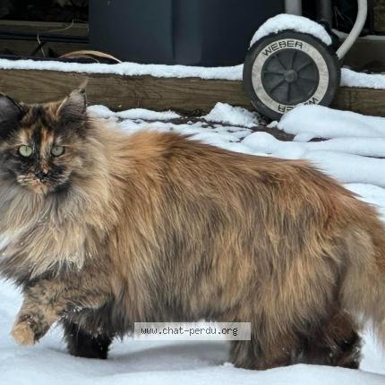 Photo 1/1 Leonie Chat lost in Zillisheim