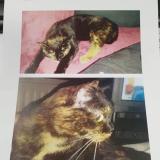 Picture of cat lost at Chatelineau