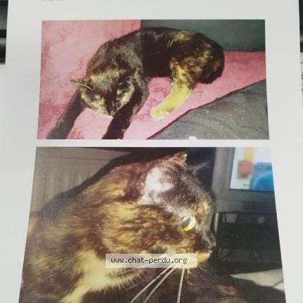 Photo 1/1 Milka ou pipouille Chat lost in Chatelineau