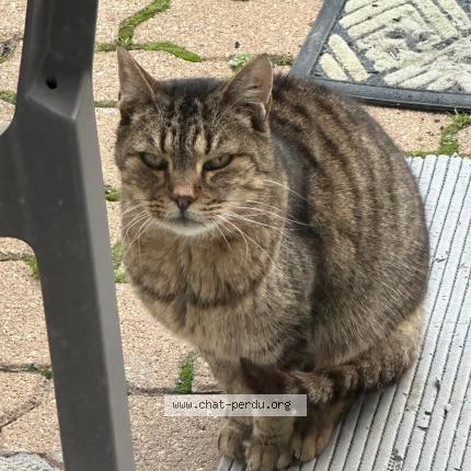 Photo 1/1 Found cat Found in Commentry