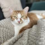 Picture of cat lost at Saint Priest