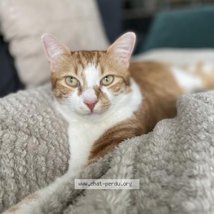 Photo 1/1 Simba Chat lost in Saint priest