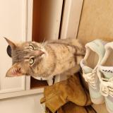 Picture of cat lost at Saint Laurent Du Var