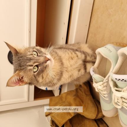 Photo 1/1 Pikly Chat lost in Saint laurent du var