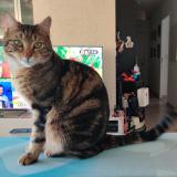 Picture of cat lost at Grasse