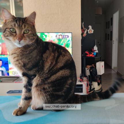 Photo 1/1 Oggy Chat lost in Grasse