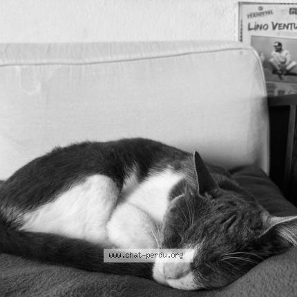 Photo 1/1 Pujol Chat lost in Saint leu