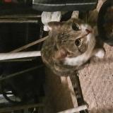 Picture of cat found at Villefranche De Rouergue