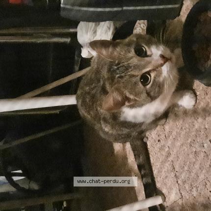 Photo 1/1 Found cat Found in Villefranche de rouergue