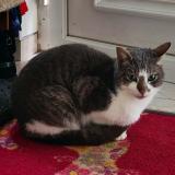 Picture of cat found at Angevillers