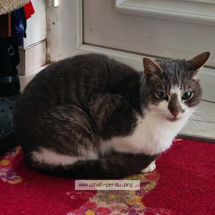 Photo 1/1 Found cat Found in Angevillers