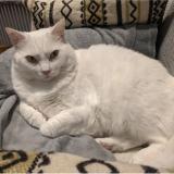 Picture of cat lost at Saint Medard En Jalles