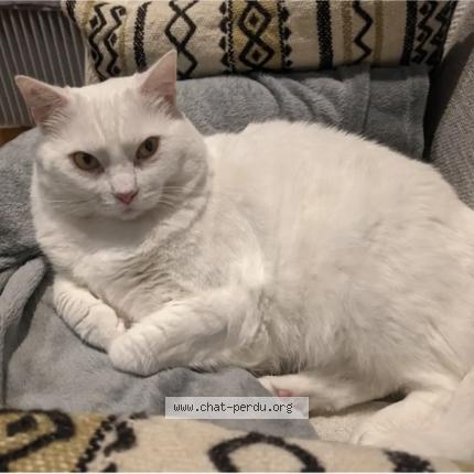 Photo 1/1 Beethoven Chat lost in Saint medard en jalles