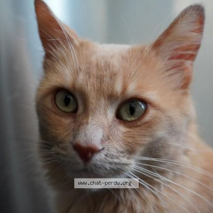 Photo 1/1 Minou Chat lost in La rochelle