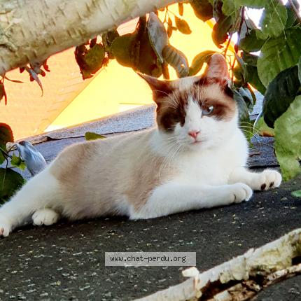 Photo 1/1 Vanille Chat lost in Eichhoffen