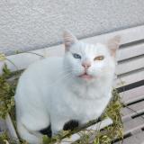Picture of cat lost at Saint Just Saint Rambert