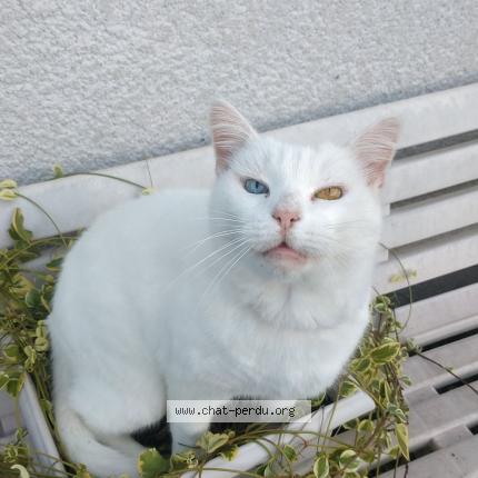 Photo 1/1 Bisou Chat lost in Saint just saint rambert