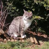 Picture of cat lost at Briey