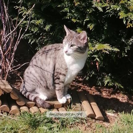 Photo 1/1 N&Eacute;O Chat lost in Briey