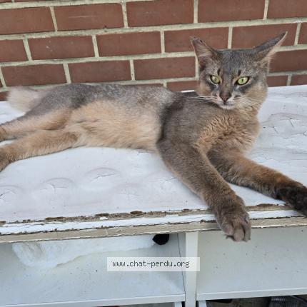 Photo 2/3 Ugo Chat lost in Lodelinsart