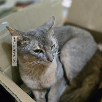 Photo 3/3 Ugo Chat lost in Lodelinsart