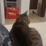 Picture of cat lost at Cherbourg En Cotentin