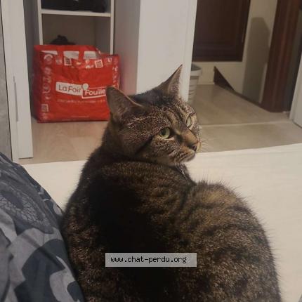 Photo 1/1 Kebab Chat lost in Cherbourg en cotentin