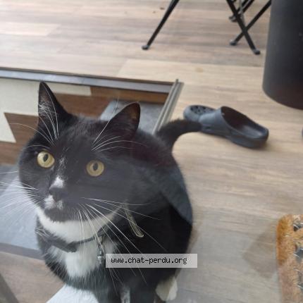 Foto 1/1 Kat teruggevonden Gevonden in Uccle