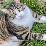 Picture of cat lost at Chantraine