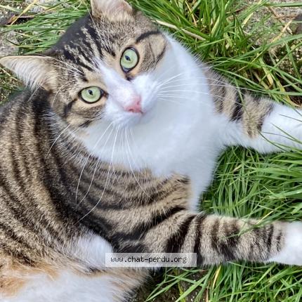 Photo 1/1 E.T Chat lost in Chantraine