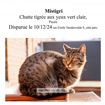 Foto 1/1 Kat teruggevonden Vermist in Flemalle