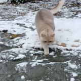 Picture of cat lost at Obernai