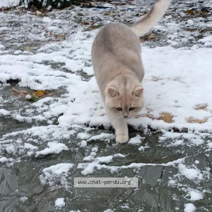 Photo 1/1 Urwis Chat lost in Obernai