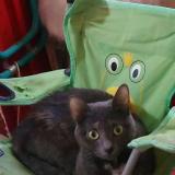 Picture of cat lost at Vernet Les Bains