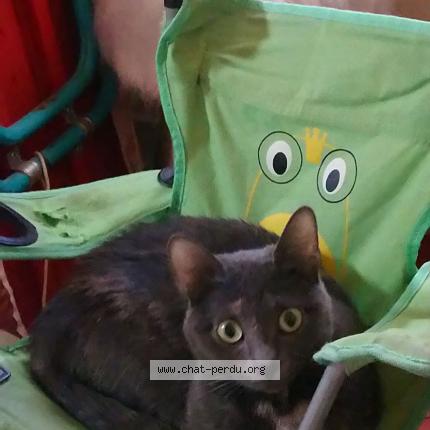 Photo 1/1 Olympe Chat lost in Vernet les bains