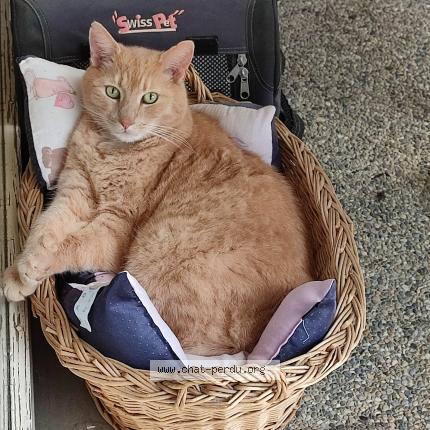 Foto einer verlorenen Katze in Bourguillon