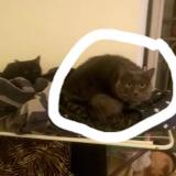 Picture of cat lost at Valreas