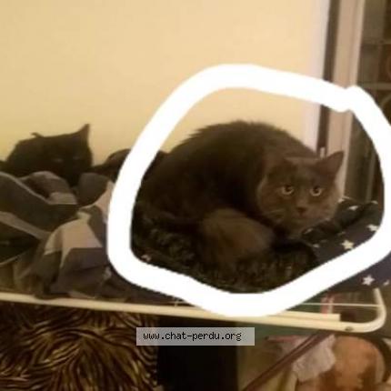 Photo 1/1 Grisou Chat lost in Valreas