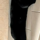 Picture of cat lost at Chevilly Larue